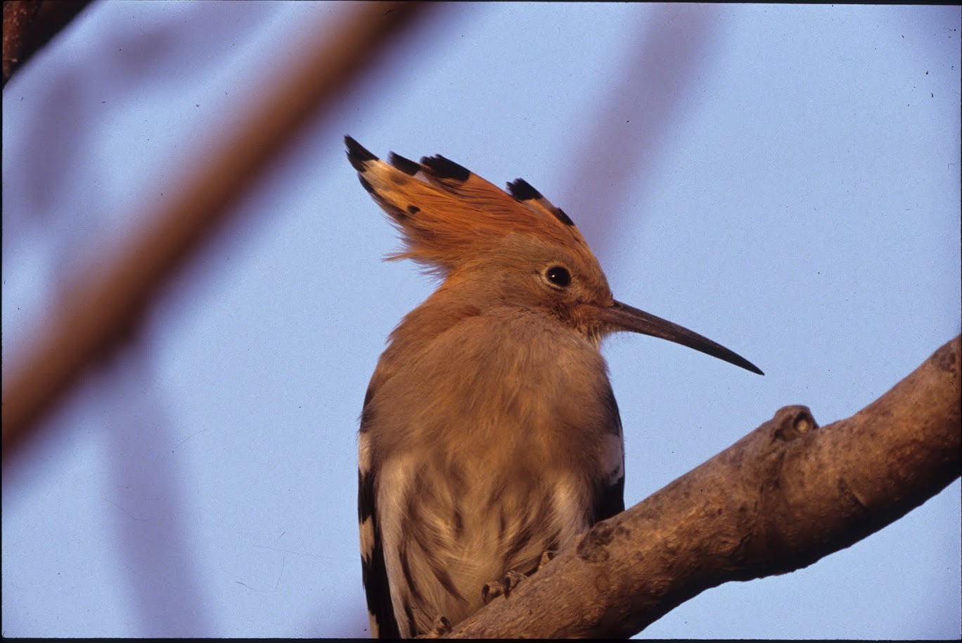 La fauna del Parco