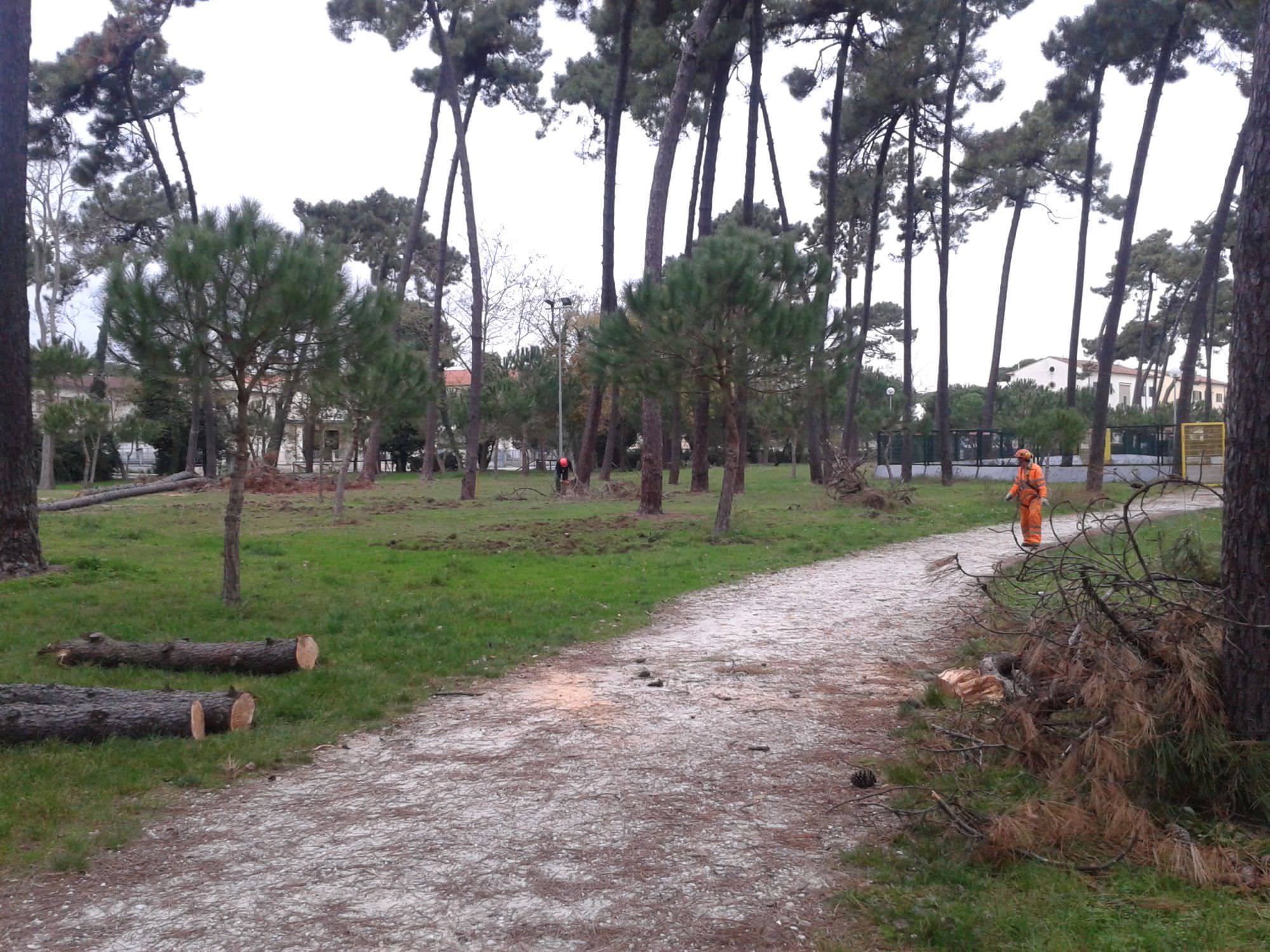 Tagliati e rimossi alberi pericolanti nei pressi dello stadio