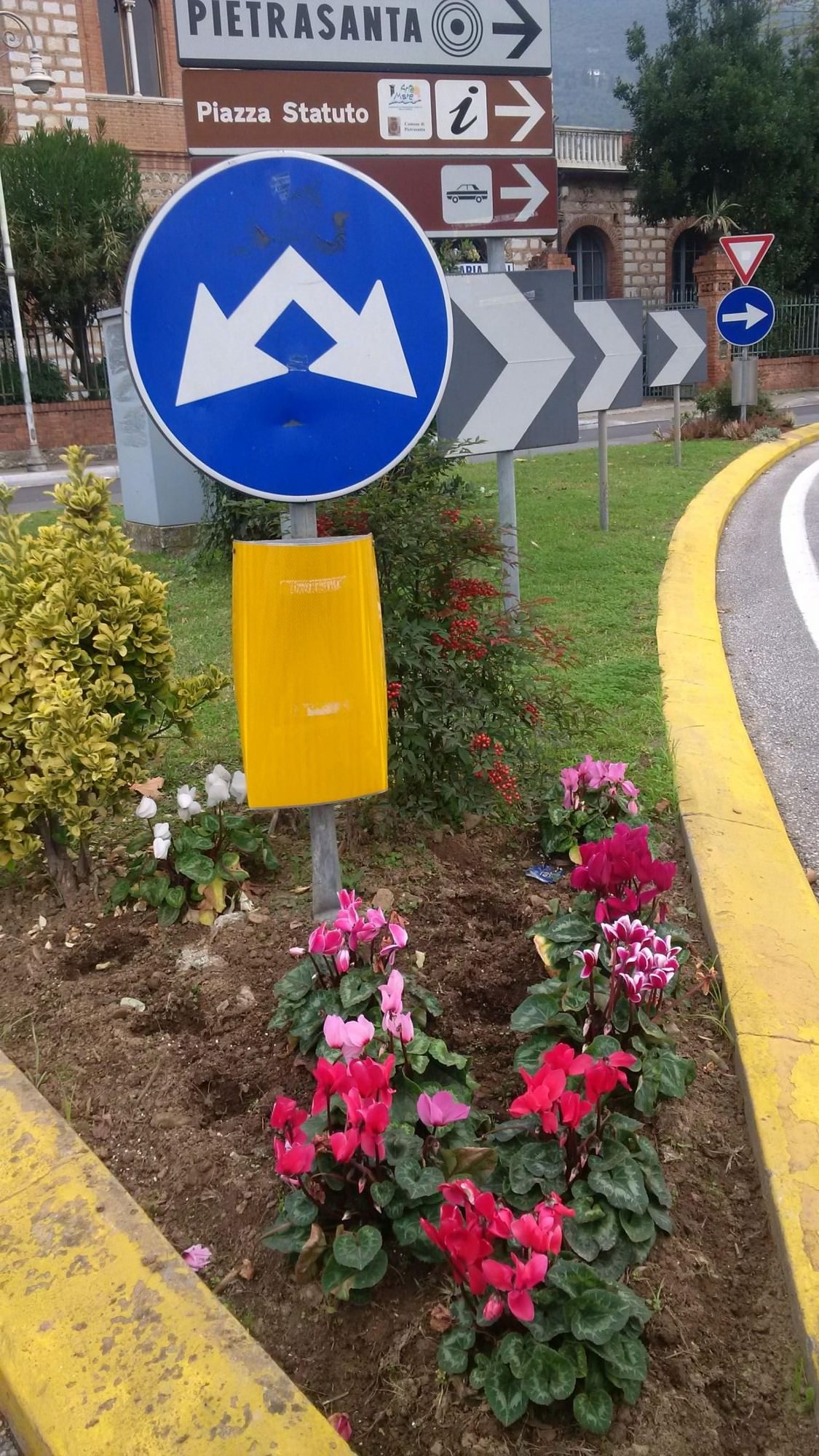 Ladri di fiori. A Pietrasanta rubati i ciclamini dalla rotonda