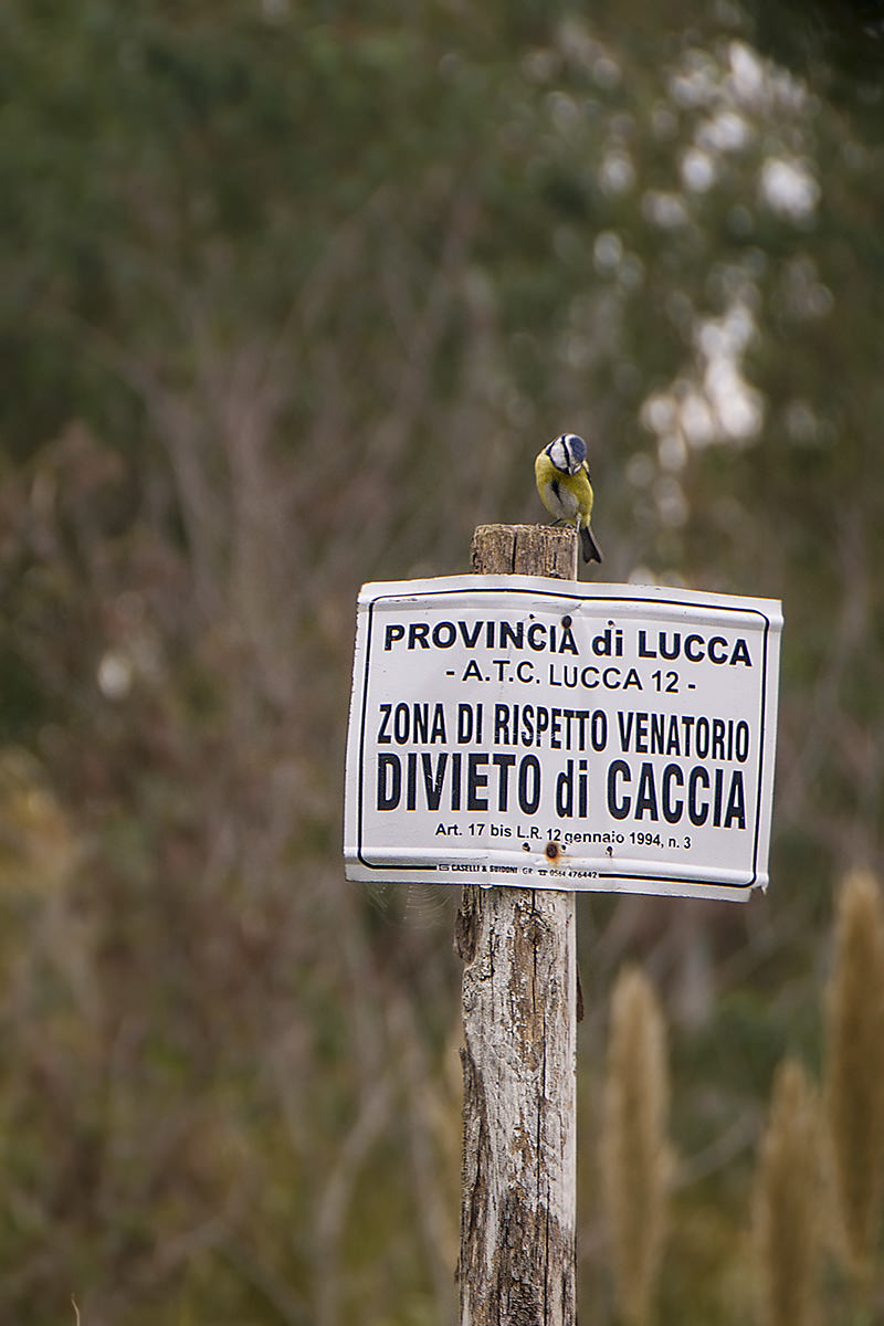 La Toscana ha bisogno di un piano faunistico venatorio