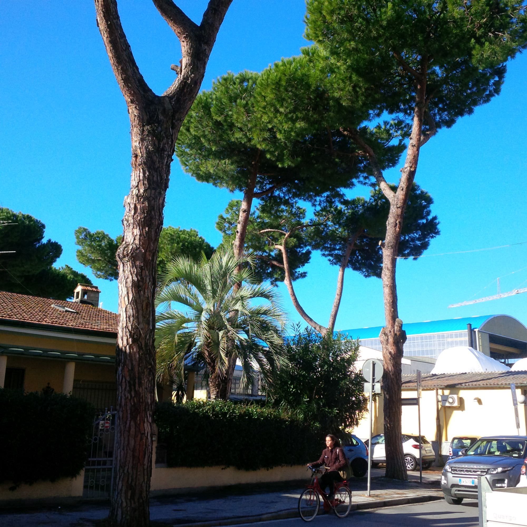 Pini pericolanti in via Menini in Darsena