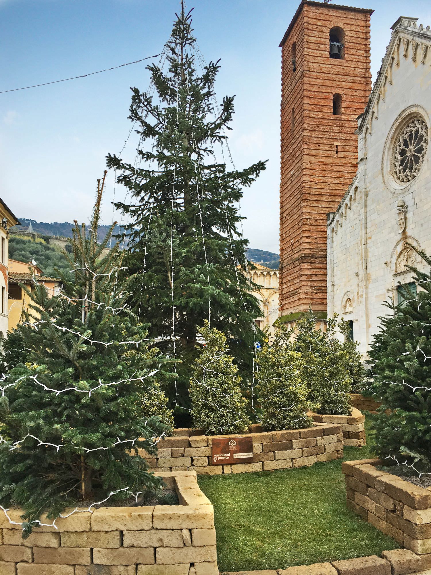 Da Pistoia il verde veste a festa la piazza di Pietrasanta