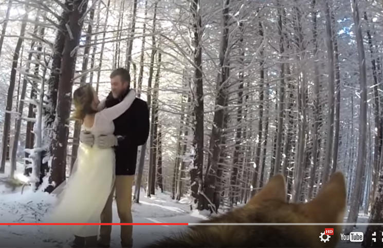 Un Meraviglioso Video di Matrimonio… girato da un Cane