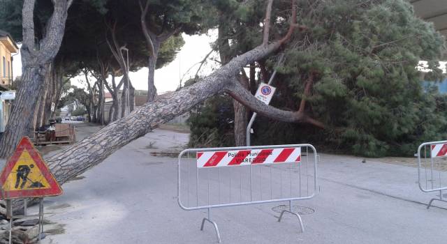Il vento abbatte alberi a Viareggio