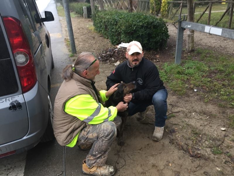 Libeccio torna a casa. Ritrovato grazie a un barbecue