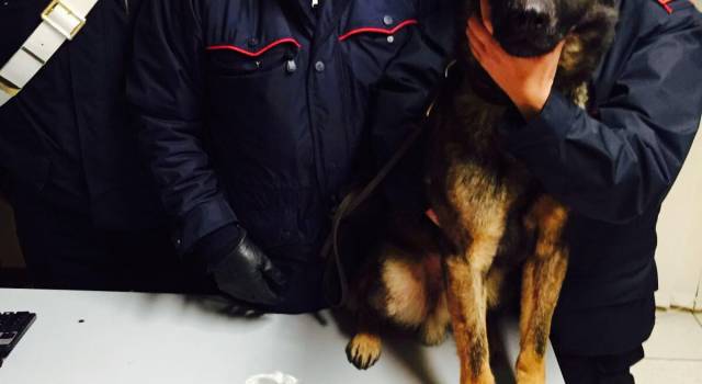 Hashish e cocaina nel tronco, trovati grazie al cane dei carabinieri