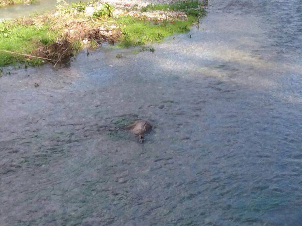 Rinvenuta nel fiume di Camaiore la carcassa di un capriolo