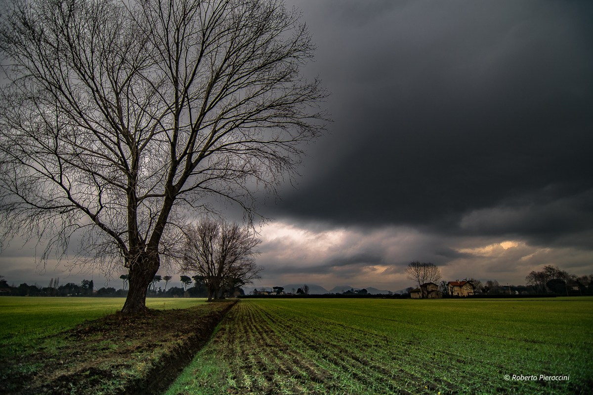 Temporali, agricoltura versiliese in affanno: i dati