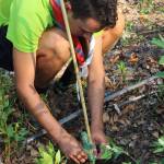 Foto Boy Scout al lavoro nel Parco della Versiliana CP