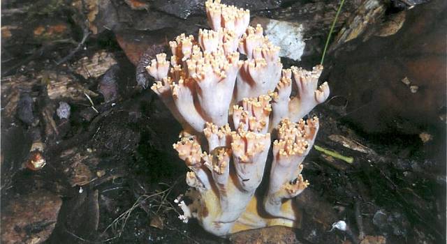 La biodiversità dei funghi nel Parco: incontro a San Rossore