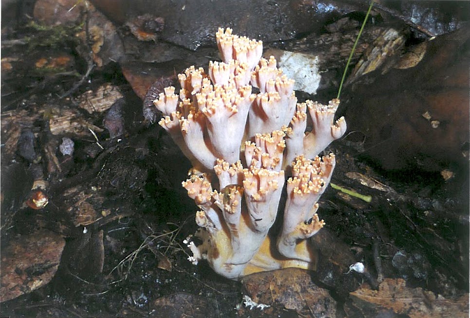 La biodiversità dei funghi nel Parco: incontro a San Rossore