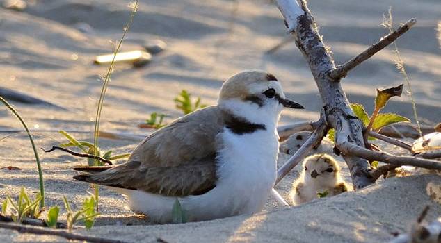 L’Ente Parco lancia “SOSteniamo la spiaggia”