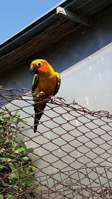 Sos animali, scappato un pappagallo da Pietrasanta