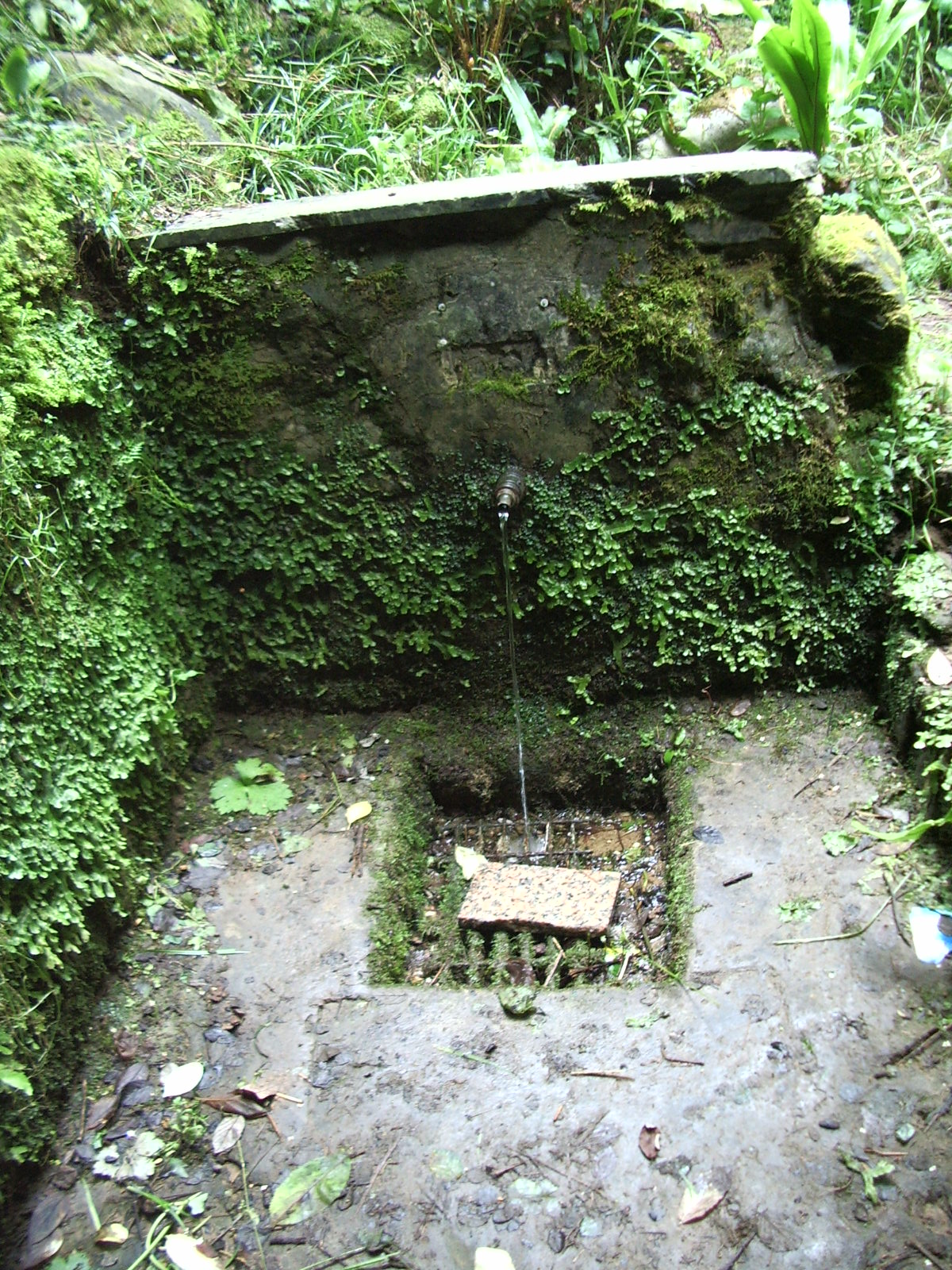 Acqua di ottima qualità per le sorgenti di Massarosa