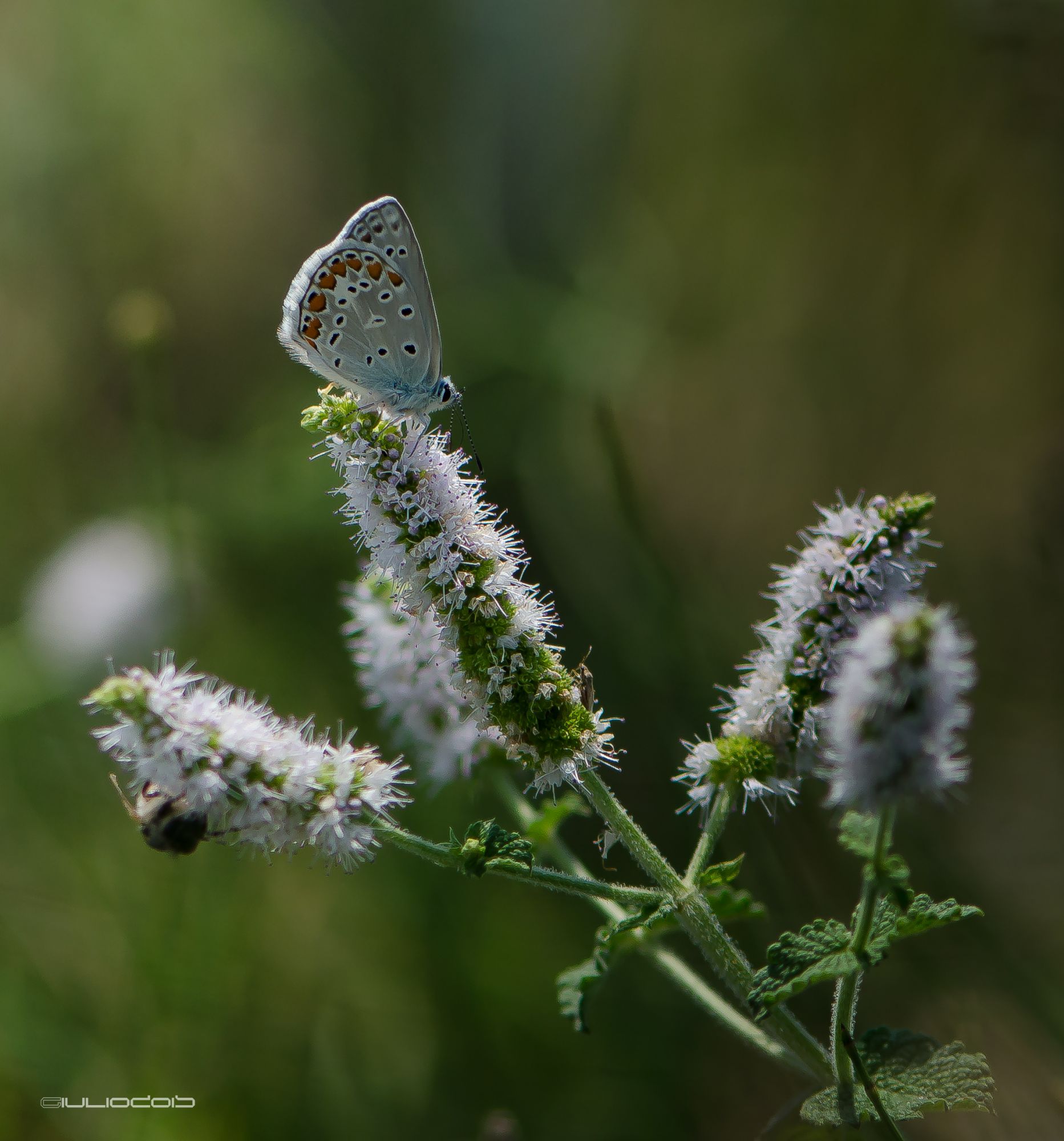 Sul fiore