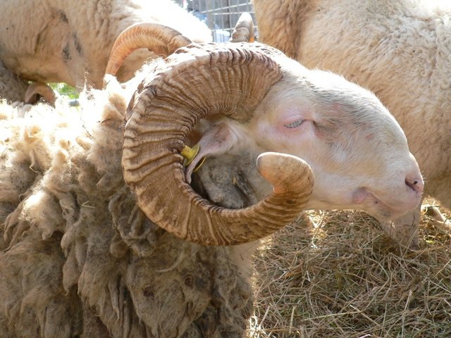 Animali, tre specie rischiano l’estinzione in lucchesia