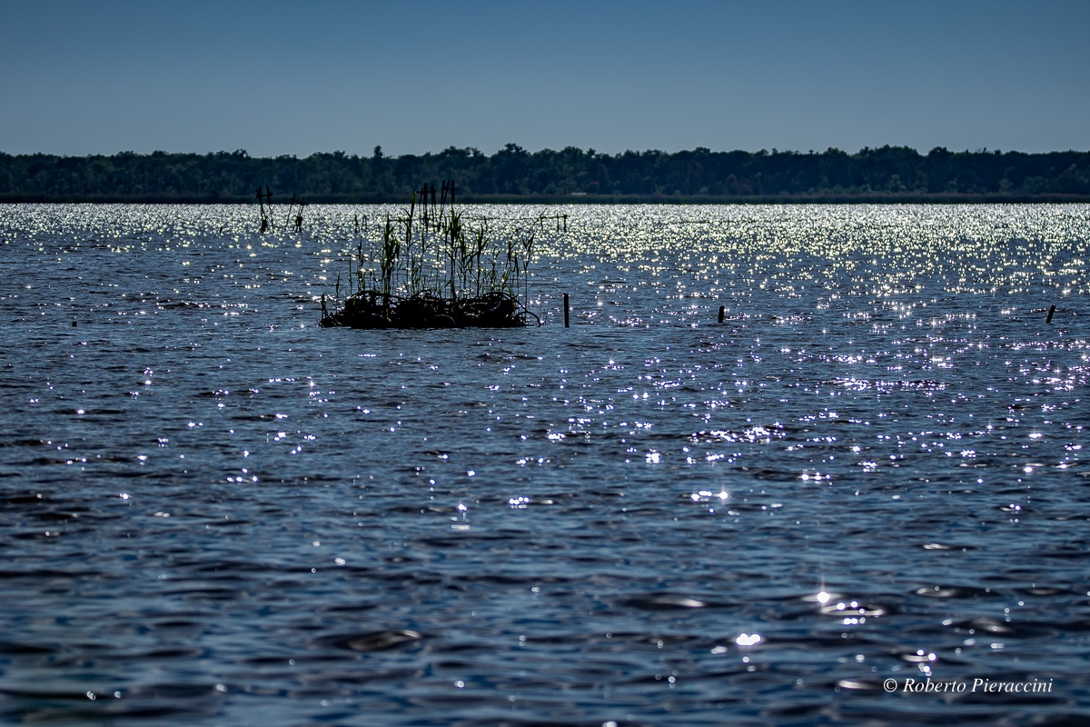 Lago di Massaciuccoli, prosegue l’opera di ‘pulizia’ delle acque