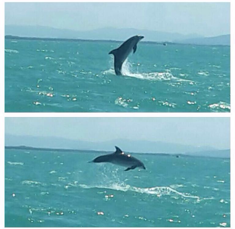 E a Viareggio arrivò un delfino