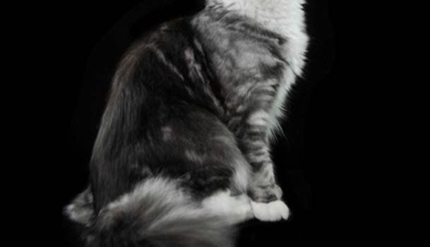 I gatti più rari al mondo in mostra a Lido