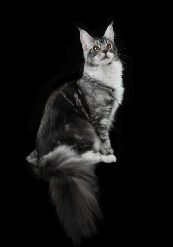 gatti rari