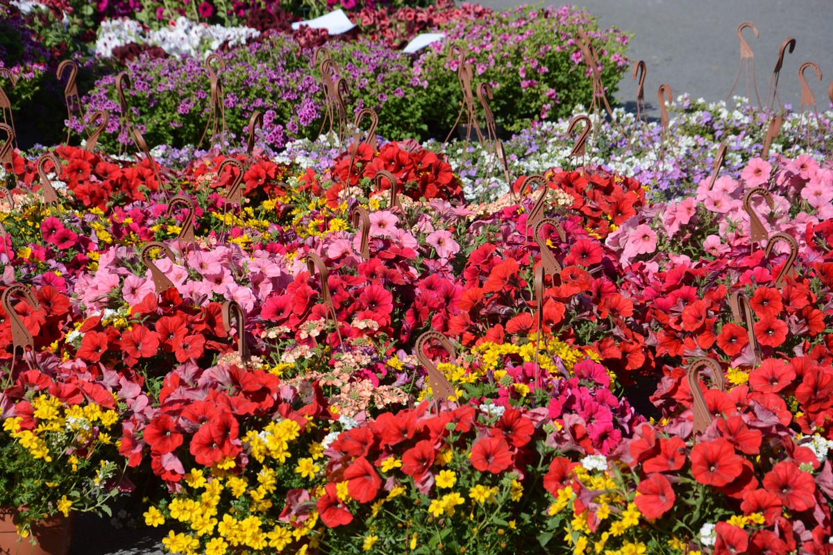 Fiori, prezzo inviariato per il ponte di Ognissanti