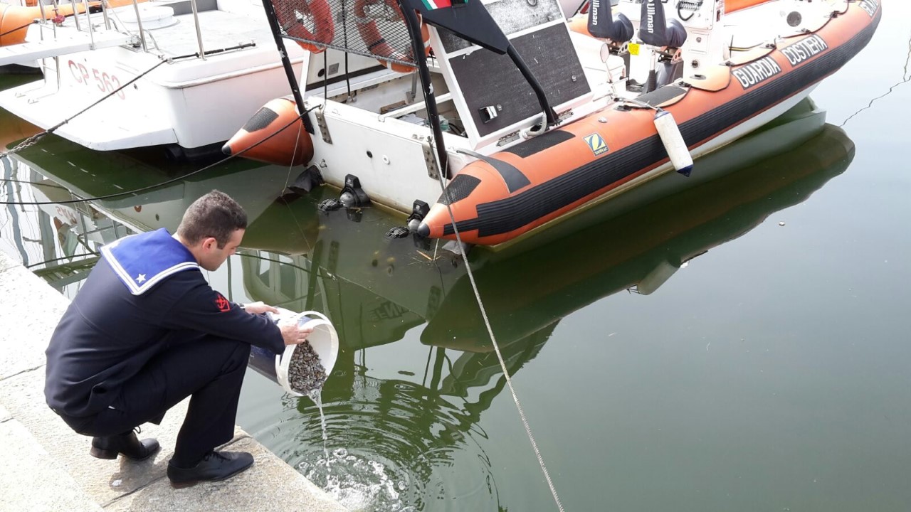 Sequestrati 8 kilogrammi di arselle