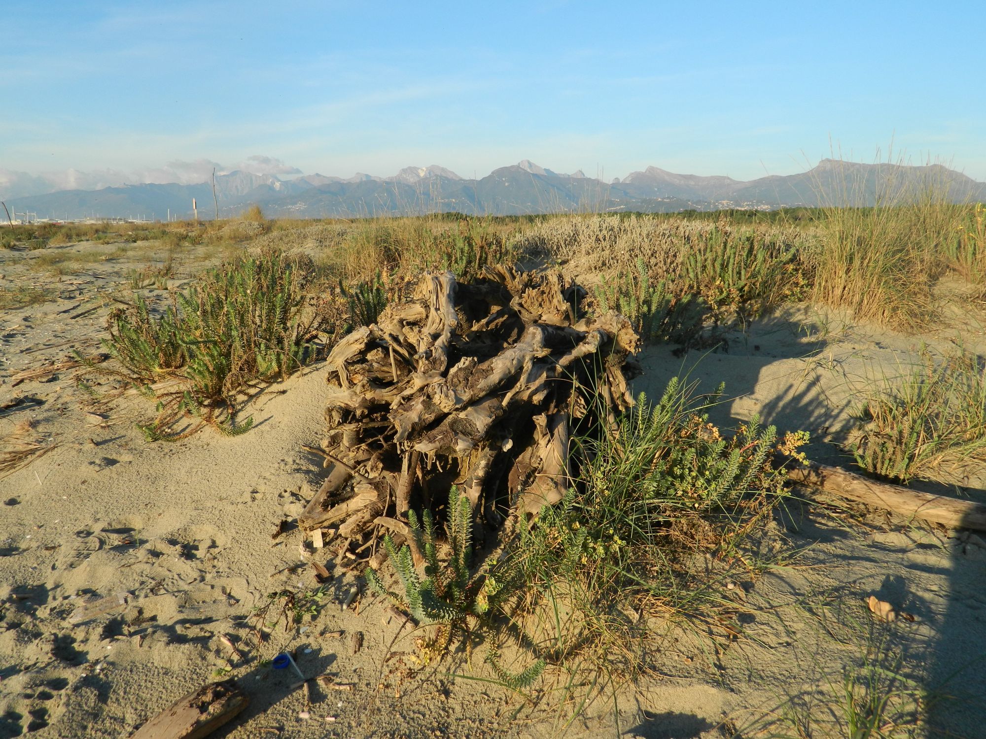 Aperte le iscrizioni al concorso “Le dune della Macchia Lucchese