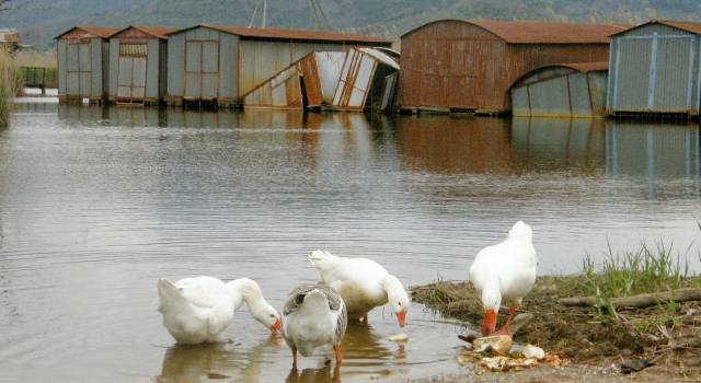 Il consiglio regionale chiede il risanamento di padule e lago di Massaciuccoli