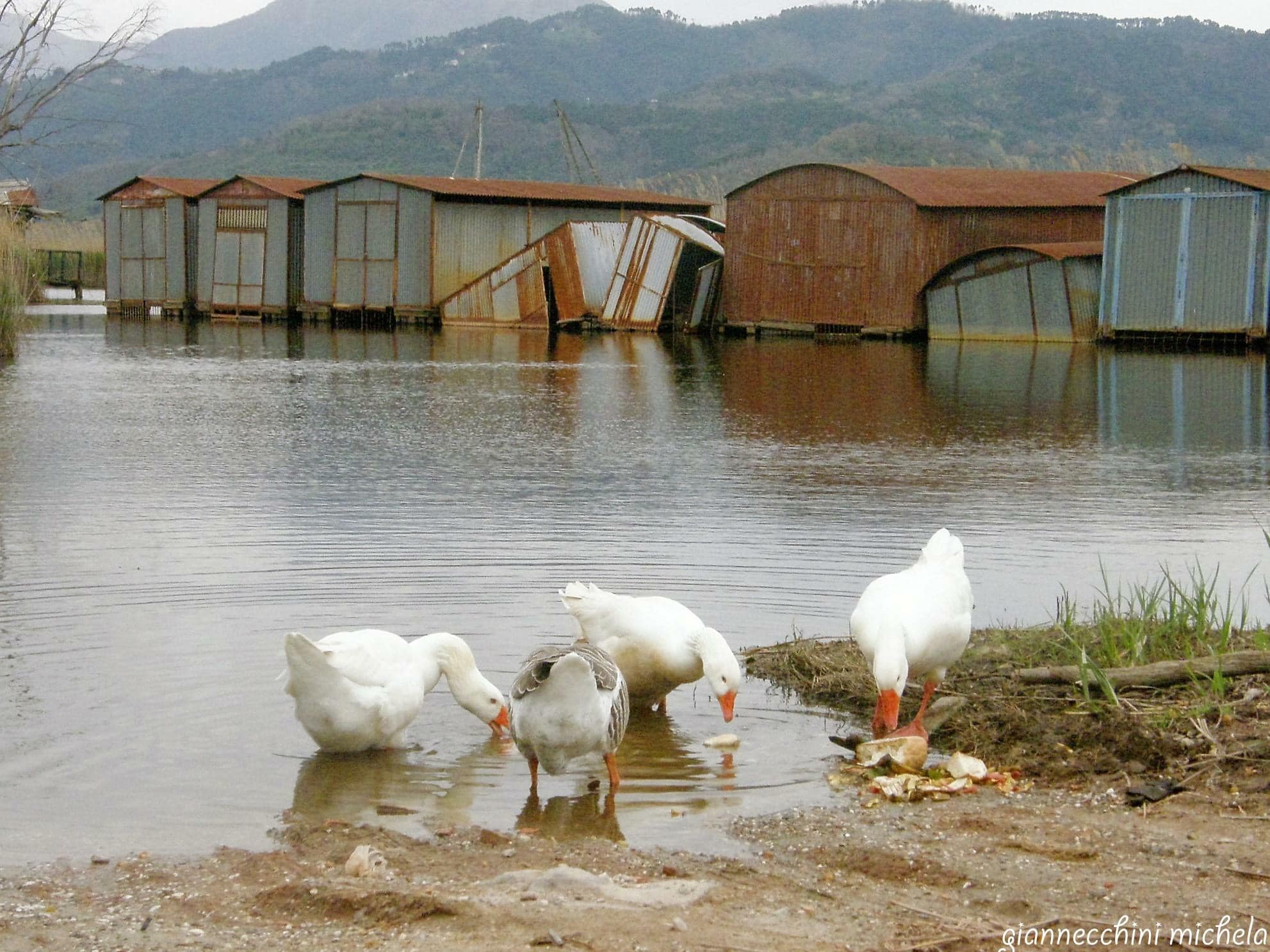 Il consiglio regionale chiede il risanamento di padule e lago di Massaciuccoli