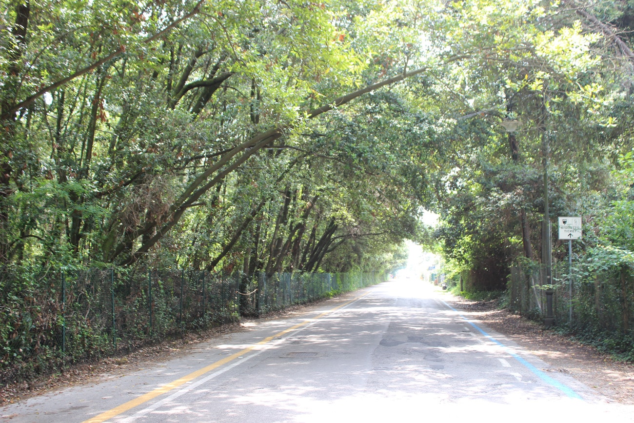 Manutenzione della vegetazione lungo le strade