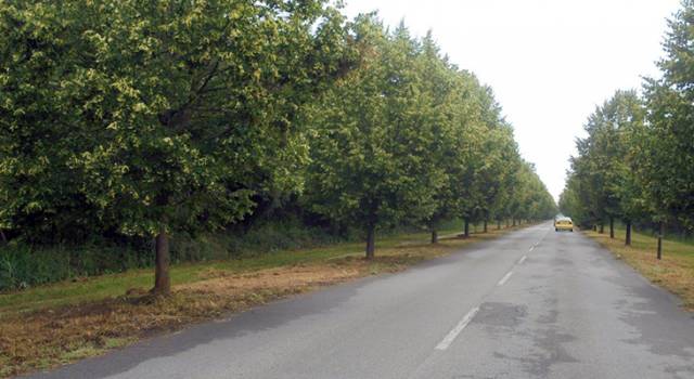 Niente auto sul viale dei Tigli nei prossimi due fine settimana