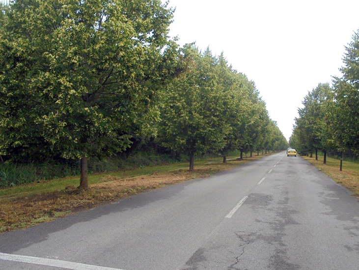 Niente auto sul viale dei Tigli nei prossimi due fine settimana