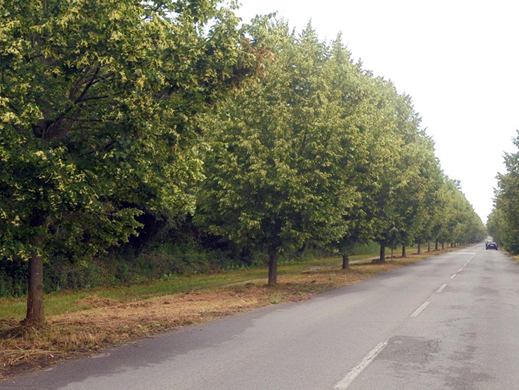 Al via lo sfalcio sul viale dei Tigli