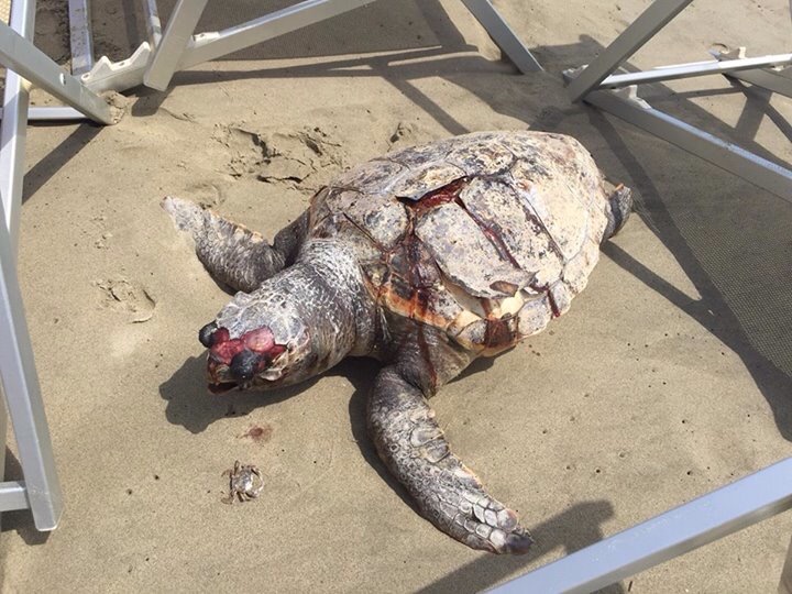 Tartaruga marina trovata morta sulla spiaggia