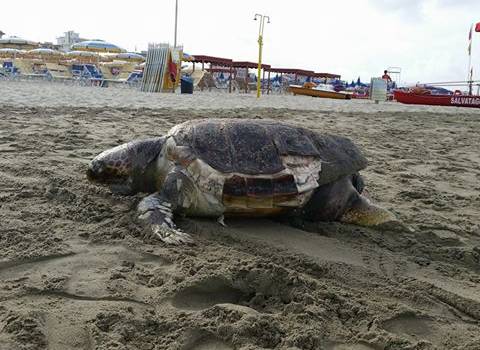 Carcassa di tartaruga marina sulla spiaggia accanto al Pontile di Marina di Pietrasanta