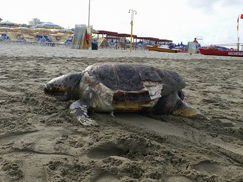 Carcassa di tartaruga marina sulla spiaggia accanto al Pontile di Marina di Pietrasanta