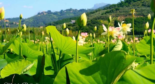 Del loto il fiore