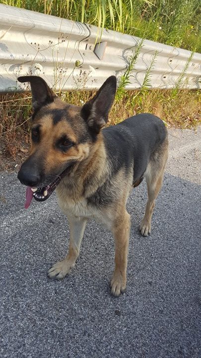 Smarrito un cane sulla superstrada