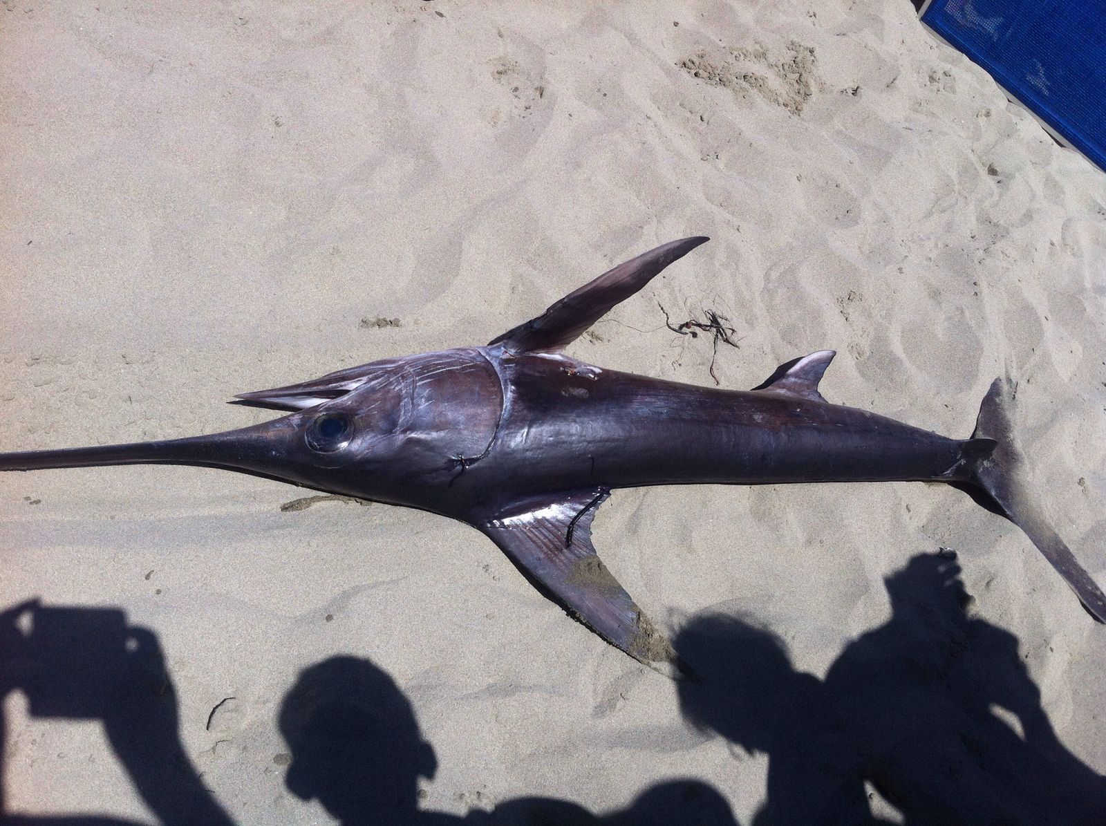 Pesce spada spiaggiato a Viareggio