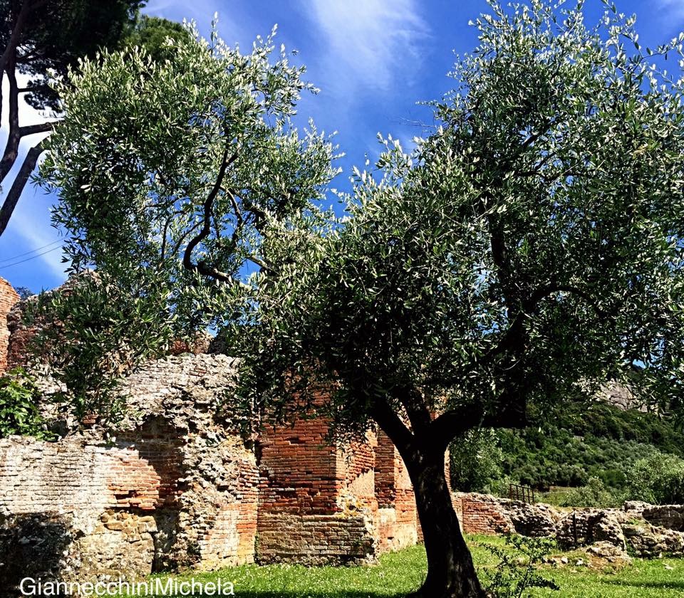 L’olivo tra i ruderi