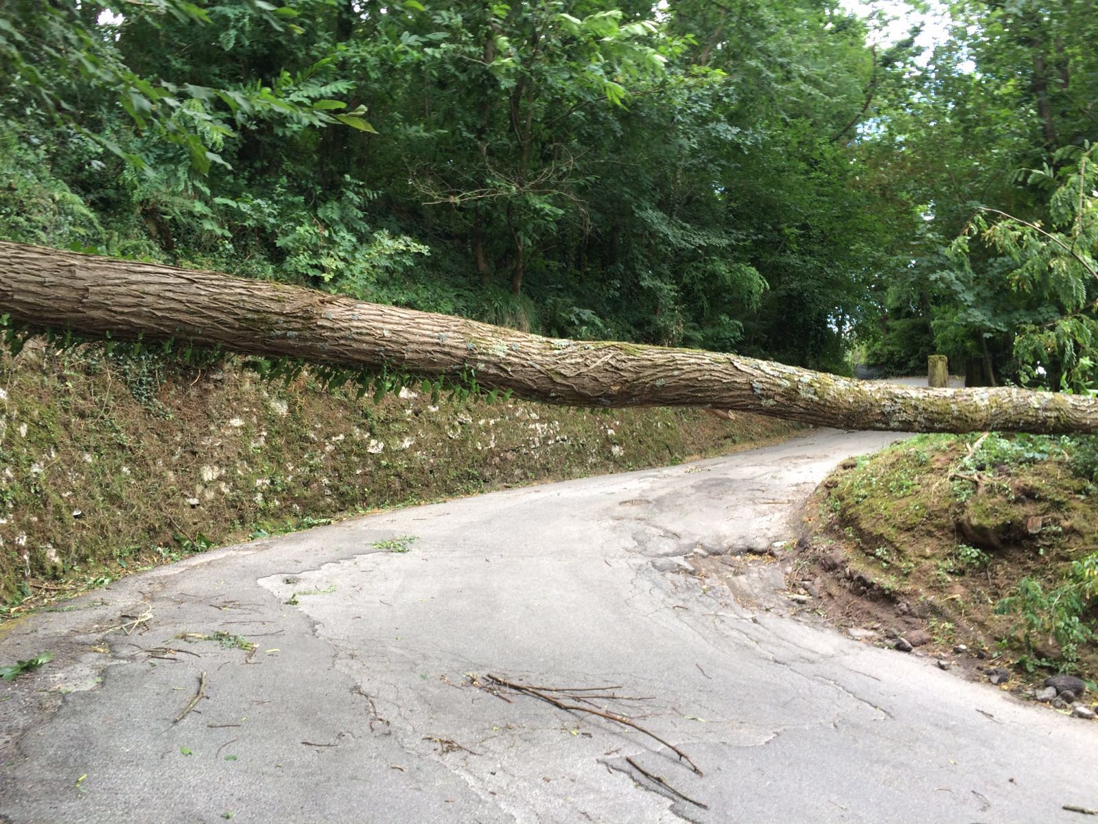 Raffiche di vento, albero si spezza e cade