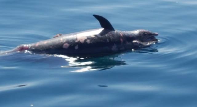 Estate 2019, spiaggiamenti cetacei in Toscana: il punto sulla situazione