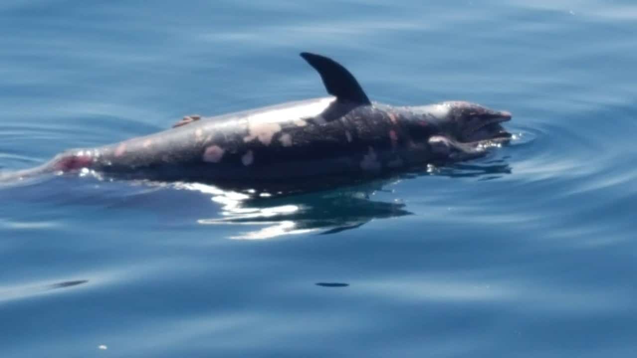 Delfino trovato morto nelle acque di Lido