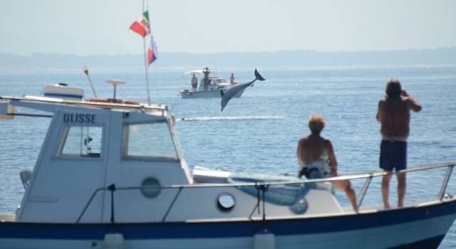 Lo show acrobatico di un delfino