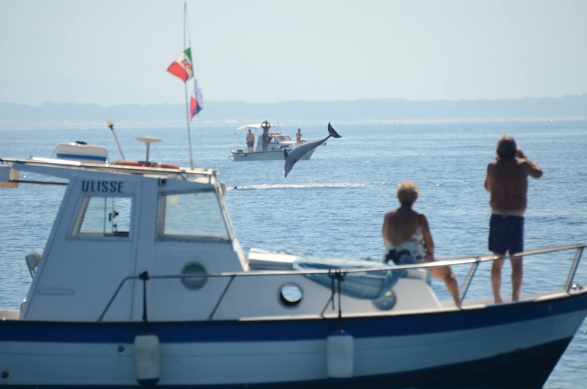 Lo show acrobatico di un delfino