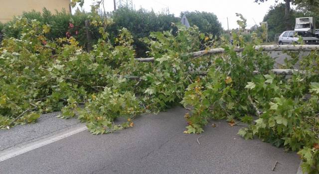 Crolla un albero, bloccata la Sarzanese