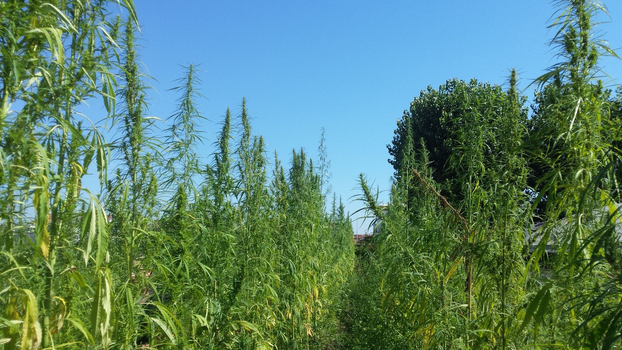 In Versilia si torna a coltivare la canapa