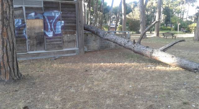 Cade un pino in Pineta. Paura tra i passanti