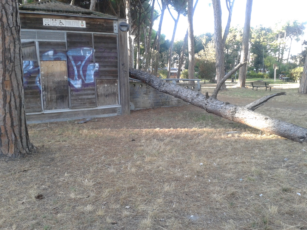 Cade un pino in Pineta. Paura tra i passanti