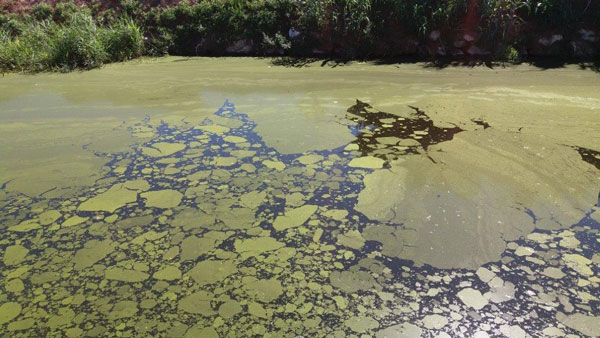 Acqua troppo calda, la Farabola si riempie di pericolose alghe